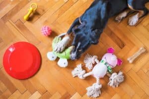 what to do with dog while at work
