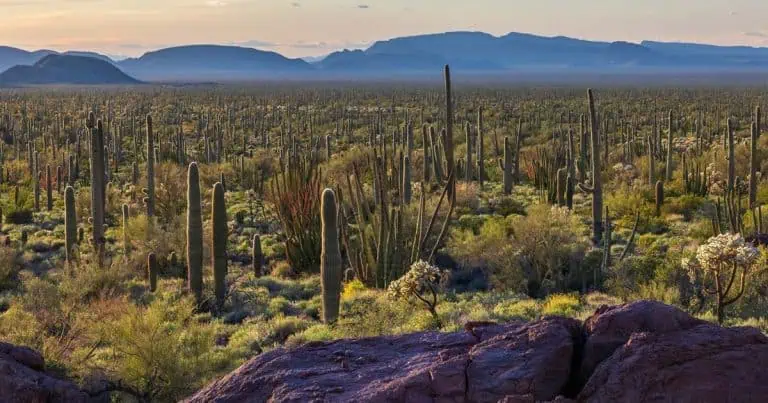 arizona